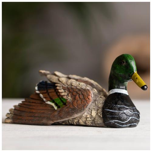 Mallard Duck