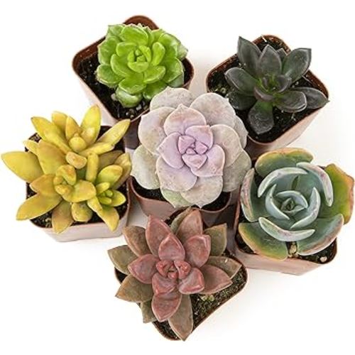 Altman Plants, Live Succulents Plants Live Houseplants (6PK), Succulents Live Plants Live House Plants Indoors Live, Live Cactus Plants Live Cacti Succulent Plants Live Indoor Plants Live Houseplants