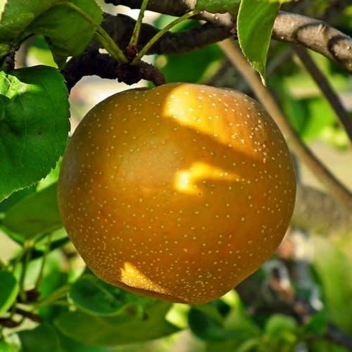 Buy Hosui Asian Pear Trees Online at Ty Ty Plant Nursery LLC