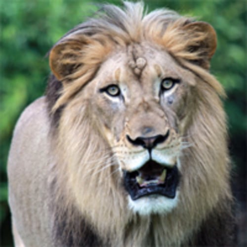 Cincinnati Zoo Membership