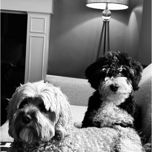 Doggy Daycare for Alfie & Bertie!