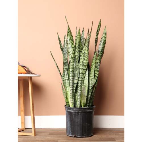 Large Snake Plant (Zeylanica)