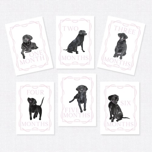 Black Labrador Milestone Cards, First Year Cards, Monthly Milestone, Girl Month Cards
