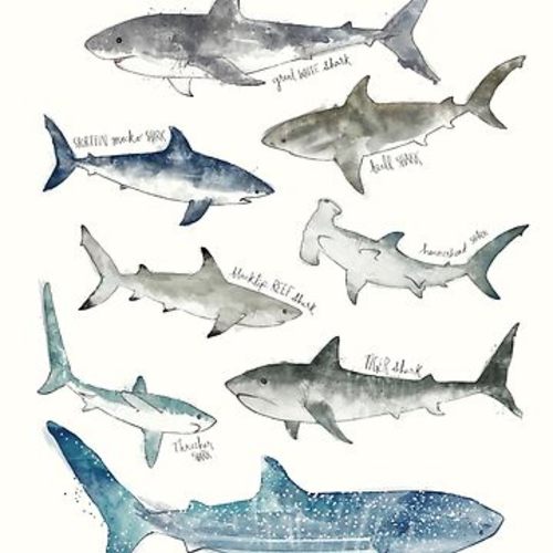 Sharks | Baby One-Piece