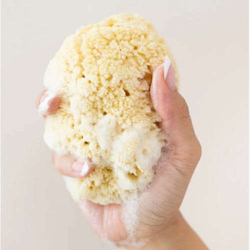 Sea Sponge