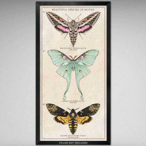 Beautiful Species of Moths - Vintage Style Scientific Illustration - 10x20 inches