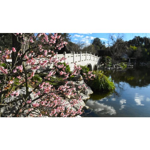 Gift Membership — The Huntington