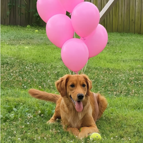 Dog Grooming Fund