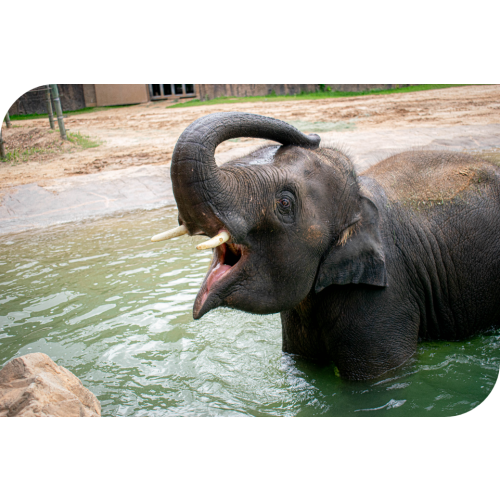 Houston Zoo Web Store :: Shopping Cart