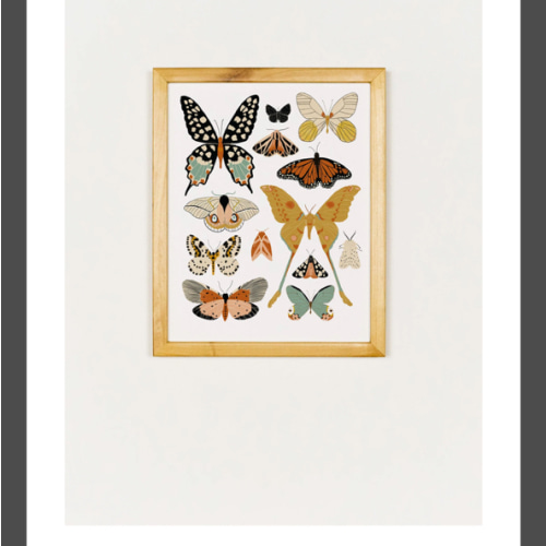 Butterfly Collector Art