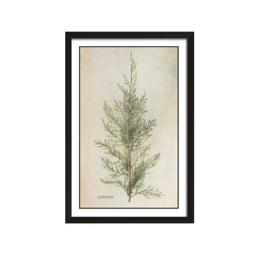 Juniper Vintage Botanical Art 11" x 17" - Buy 2 Get 1 FREE - Botanical Flower Poster, Floral Illustration Print, Unframed Home Kitchen Decor