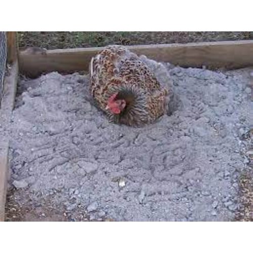 Worlds Best Chicken Bath - Cleaned Ash, Sand, Dust - Chickens Love it