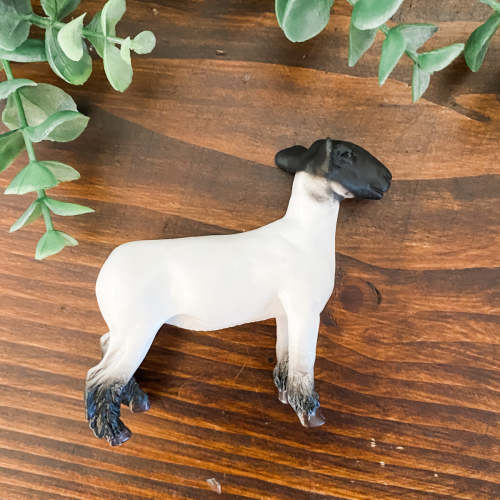 TOY - Champion Crossbred Market Lamb