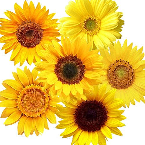 72 Piece Summer Wall Decals - Removable Sunflower Stickers, 3D Peel & Stick Decals for Cars, Crafts, Baby, Bathroom, Kids & Living Room Decor
