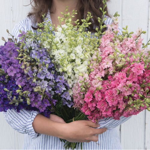 QIS™ Larkspur Formula Mix