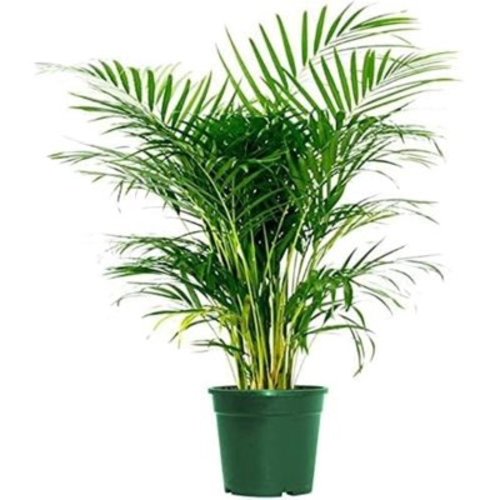 American Plant Exchange Areca Palm Tree, Live Indoor Plant, 6-Inch Pot, Elegant Houseplant, Green Foliage & Yellow Canes