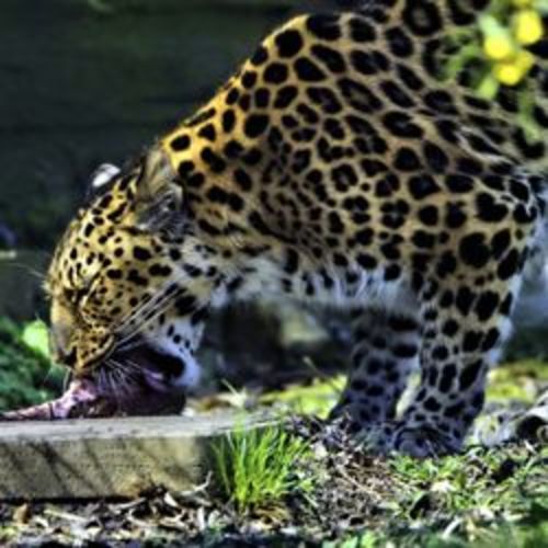 Philadelphia Zoo Gift Cards and Gift Certificates - Philadelphia, PA
