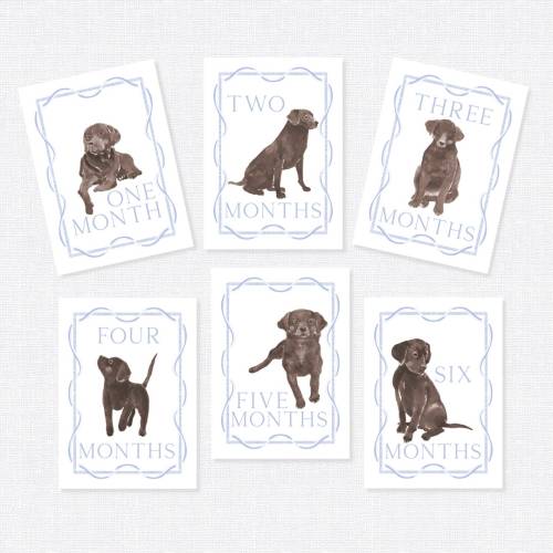 Chocolate Labrador Milestone Cards, First Year Cards, Monthly Milestone, Boy Month Cards
