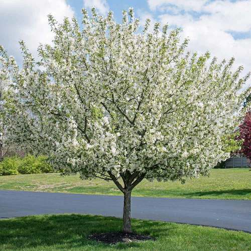Sweet Sugar Tyme® Crabapple Tree