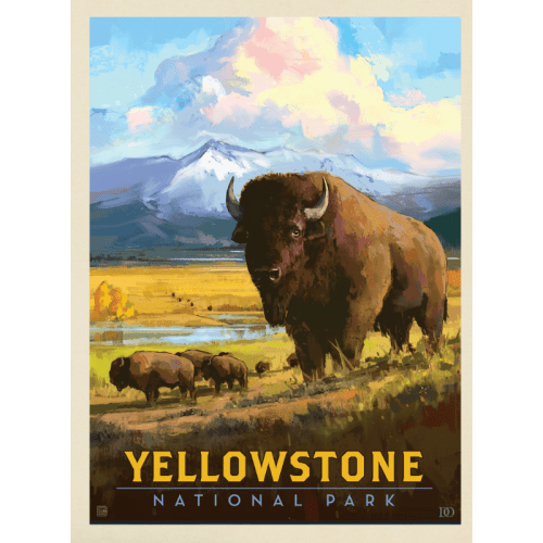 Yellowstone National Park: American Bison