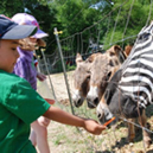 Animals EdVentures