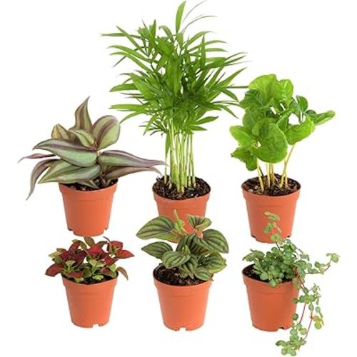 Costa Farms Mini Houseplants (6 Pack), Easy Grow Live Indoor House Plants in Nursery Plant Pots, Grower's Choice with Soil Potting Mix, Potted Home Decor Planter or Outdoor Garden Gift, 4-Inches Tall