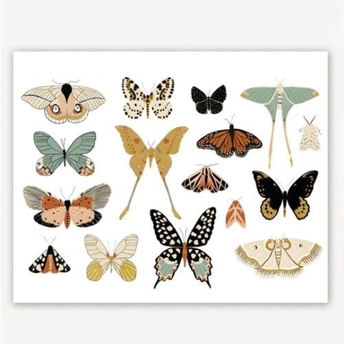 Butterfly Collector Art