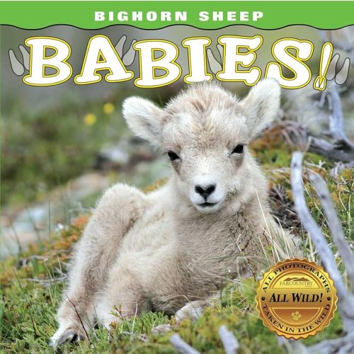 Bighorn Sheep Babies (Babies! (Farcountry Press))
