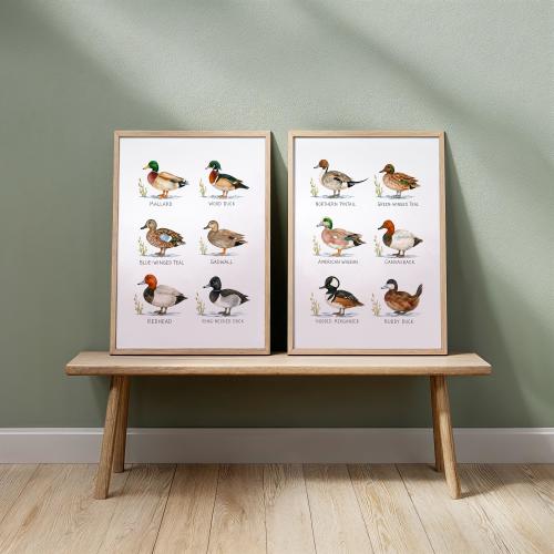 PRINTED Set of 2, Nursery duck art, Waterfowl species print, Hunting baby shower decor, Mallard