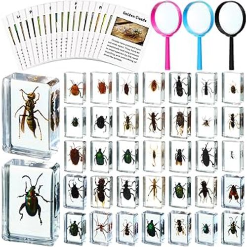 36 Pcs Insect in Resin Specimen Bugs Discovery Kit Collection Paperweight Bug with Information Flash Cards Preserved in Resin with 3 Magnifier for Scientific Educational Display Supplies