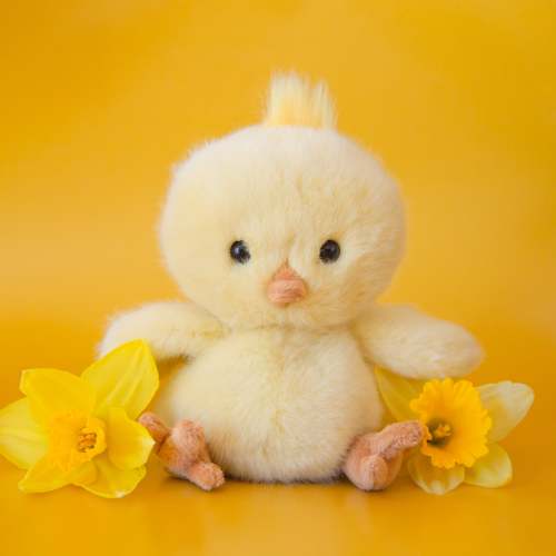 Baby Chicky | Yellow