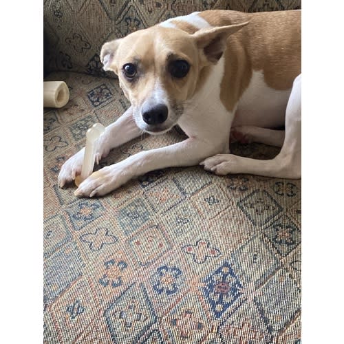 Fund for dog training to help Ella adjust to her new best friend