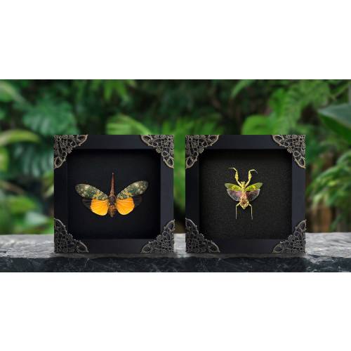 2 Real Framed Insect Jeweled Mantis & Lanternfly Shadow Box Dried Butterfly Bug Taxidermy Taxadermy Oddities Curiosities Gothic Home Decor