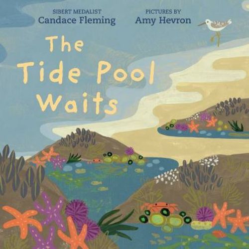 The Tide Pool Waits - By Candace Fleming (hardcover)