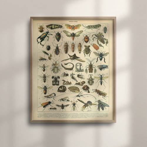 Adolphe Millot Vintage Science Poster, Insect Illustrations, Larousse Wall Art, Botanical Prints, Entomologist Gift, Bugs Art, C16-1202