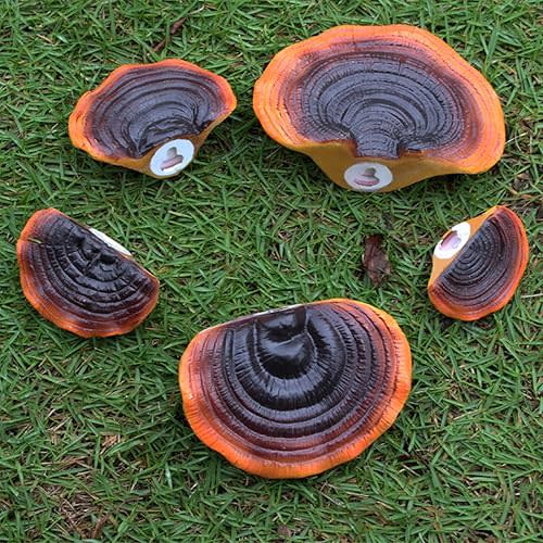Set of 5 Mushroom Shelf Wall Decor - Outdoor Wall Mounted Small Size Mushroom Rack for Reptile Shelf, Black, mgj-0324