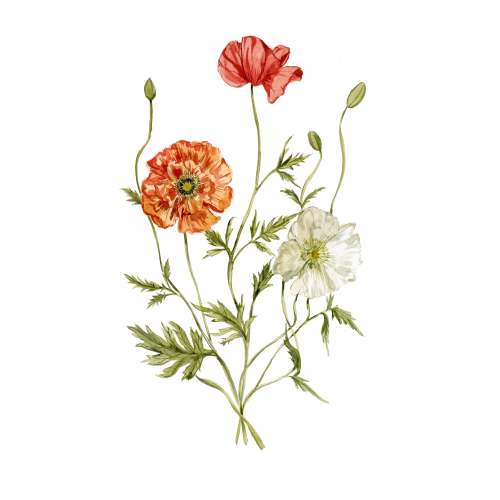 Poppy Print