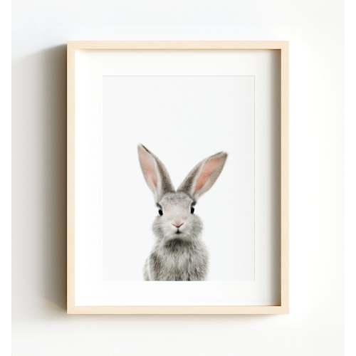 Baby Rabbit
