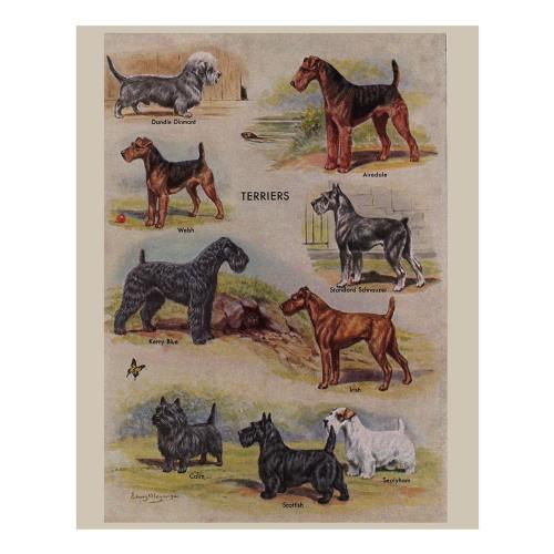 vintage dog prints from the 1950's, five printable digital downloads for crafts and home decor. no. 182