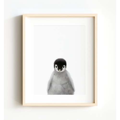 Baby Penguin