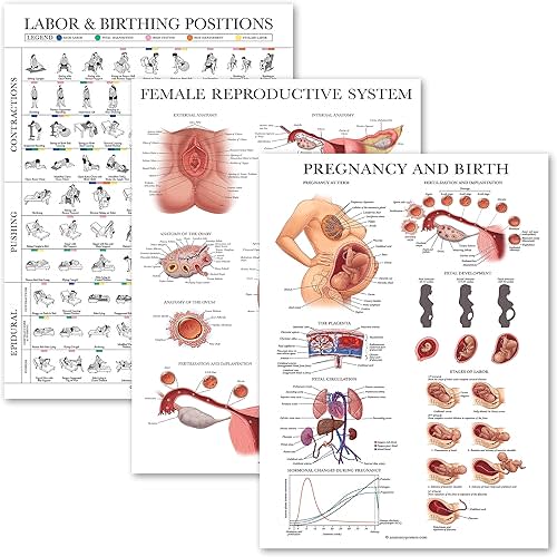 3 Pack - Labor & Birthing Position Poster + Pregnancy Anatomy Chart + Female Reproductive Anatomical Poster - Childbirth Education for Doula, Midwife or Birthworker - 18" x 24" - Laminated
