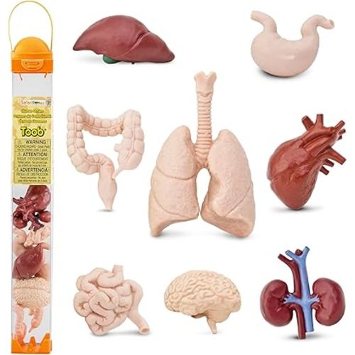 Safari Ltd. Human Organs TOOB - 8 Mini Figurines Including Brain, Heart, Lungs, Liver, Kidneys, Stomach, and Intestines - Anatomy Educational Toy Figures for Boys, Girls & Kids Ages 3+
