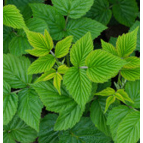 Raspberry Leaf