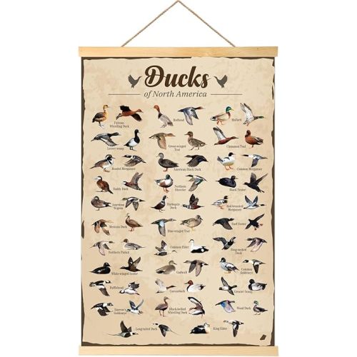 EIHFHIE Duck Hunting Gifts for Men Type Of Duck Poster Duck Hunting Decor Mallard Ducks Knowledge Wall Posters Duck Hunting Decorations Duck Gifts for Duck Lovers 16x25 In