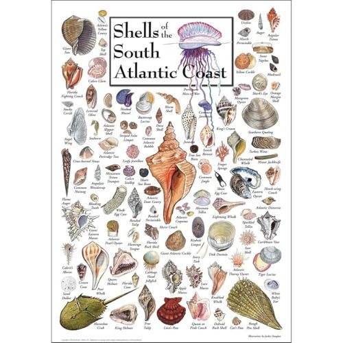 Earth Sky + Water - Shells of the South Atlantic Coast - Poster