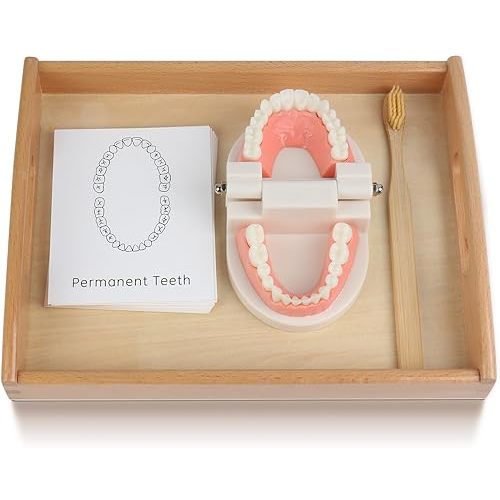 Montessori Practical Life Brushing Teeth Model and Cards Montessori Homeschool Learning Preschool Toys for Toddlers