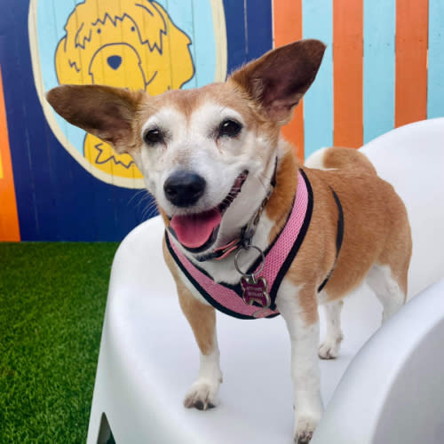 Dog Walking / Help with Betty