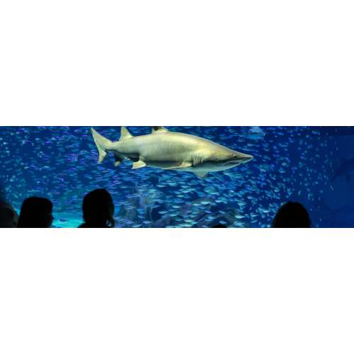 Georgia Aquarium Membership - Georgia Aquarium