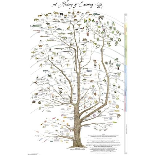 Tree of Life Poster Print - Natural History of Existing Life (24" x 36" Non Laminated)