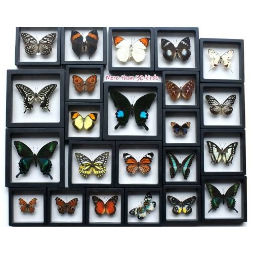 Real Butterfly 3D Floating Frame with Support Base ,Original Butterfly in Frame custom gift,Butterfly Specimen，Personalised Engraved